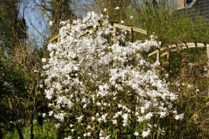 Prunus nipponica Kurilensis     